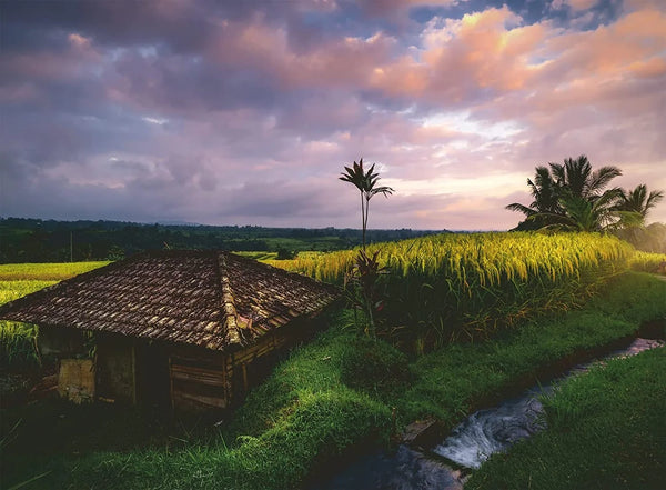 Ravensburger - Rice Fields in the North of Bali, 500 Pcs