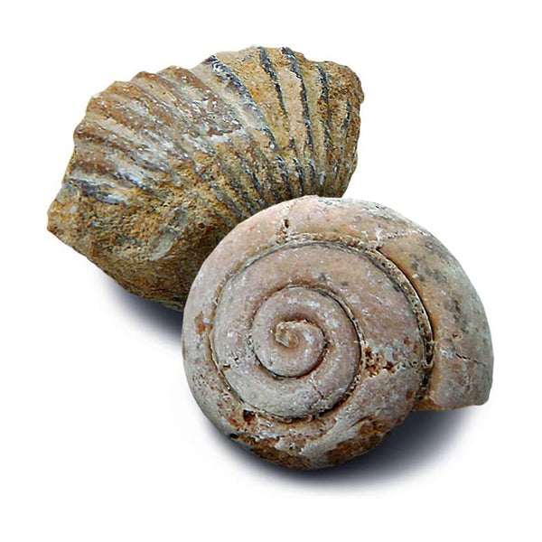 Discovery Toy Excavation Kit Mini Fossil 2Pc