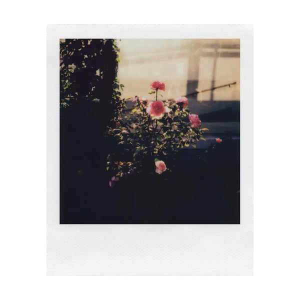 Polaroid - I-Type Color Film - White