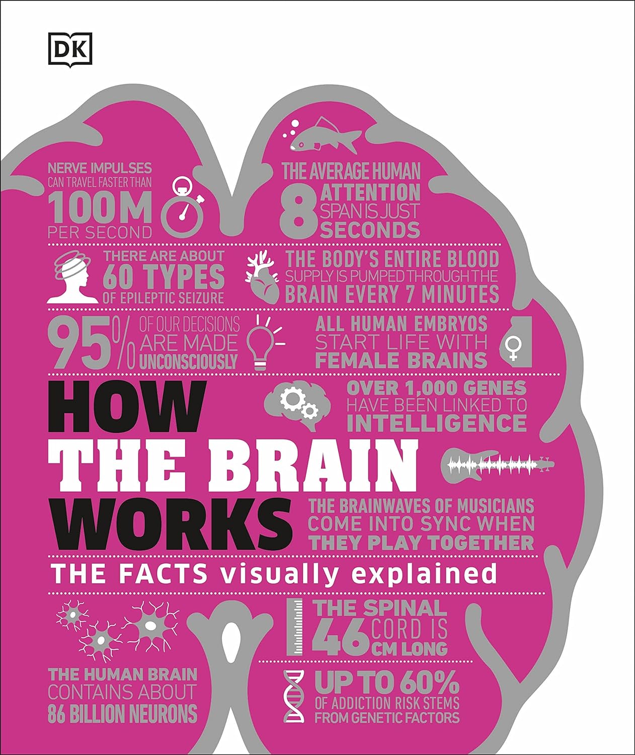 How the Brain Works: The Facts Visually Explained