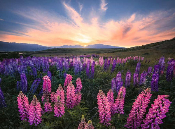 Ravensburger - Lupines, 500 Pcs